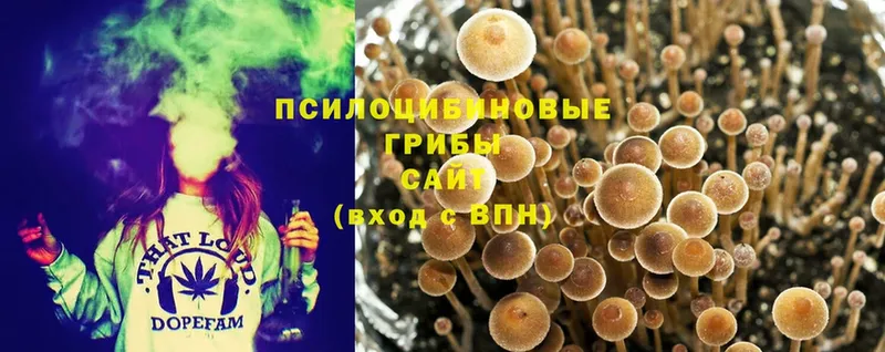 где купить наркотик  Донской  Галлюциногенные грибы Cubensis 